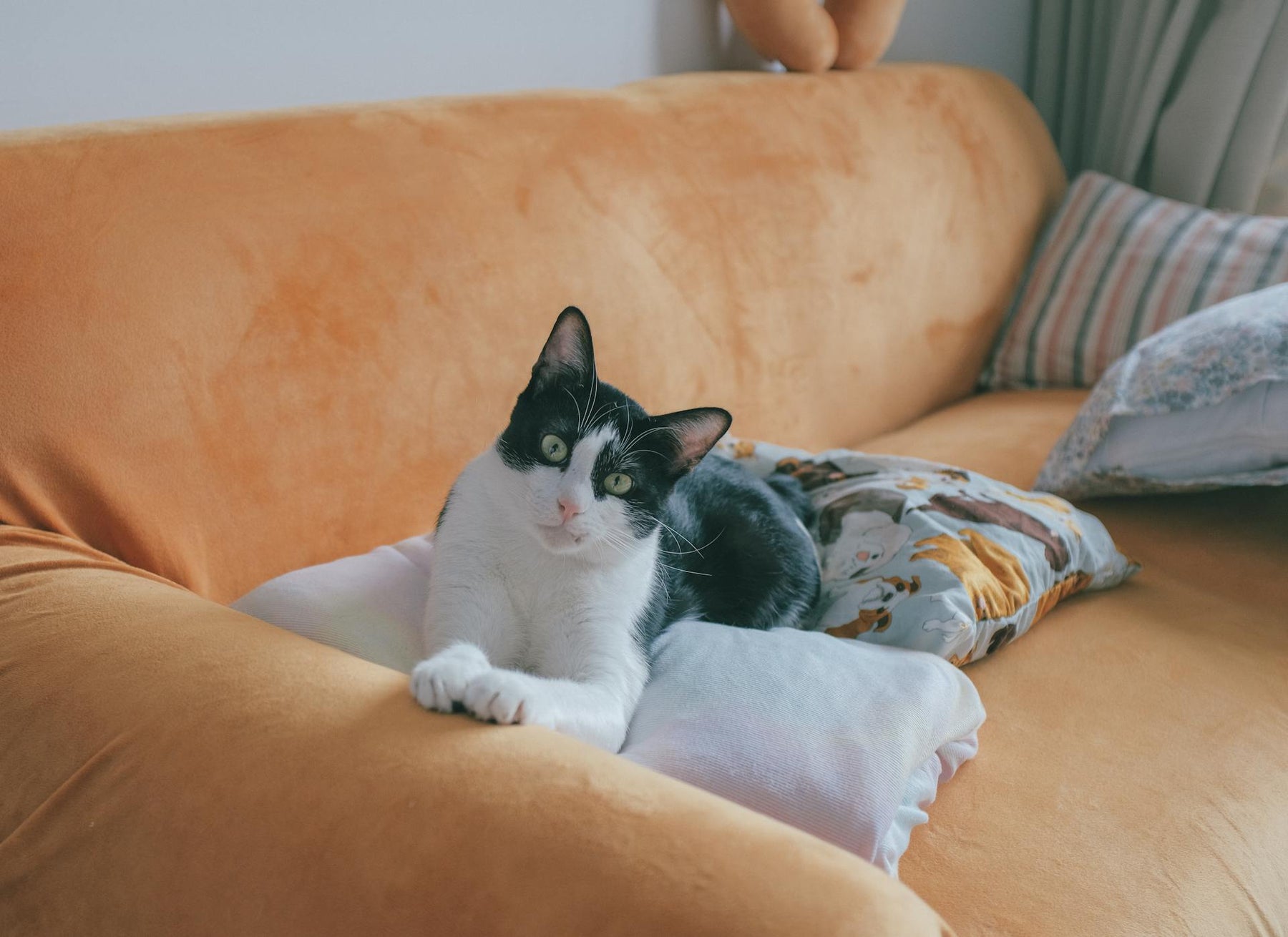 Family-Friendly Furniture: What to Look for If You Have Kids or Pets