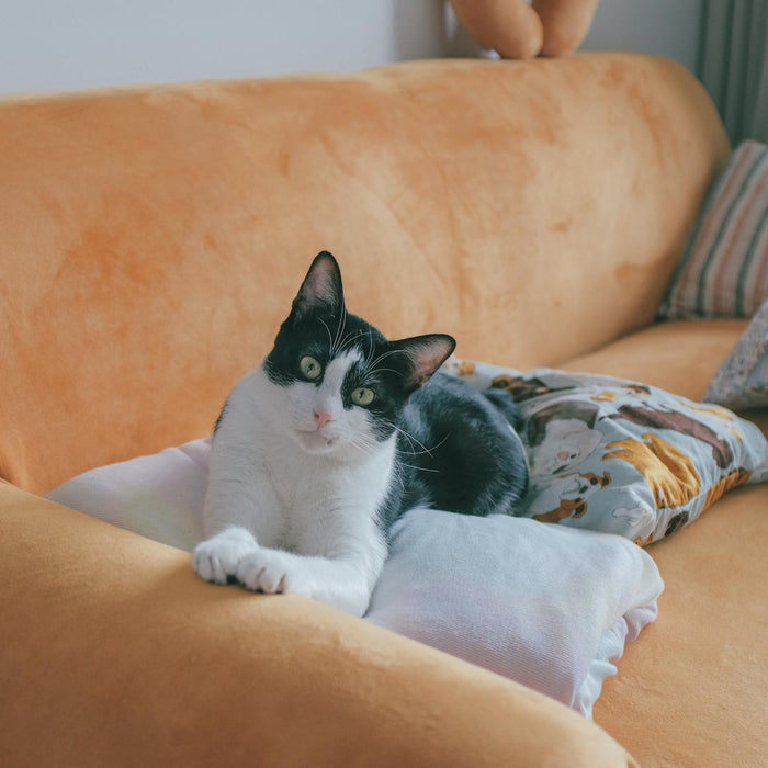 Family-Friendly Furniture: What to Look for If You Have Kids or Pets