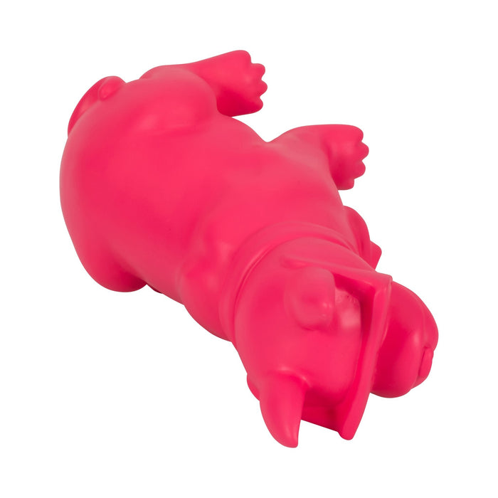 10-cool-shades-boston-terrier-pink-6