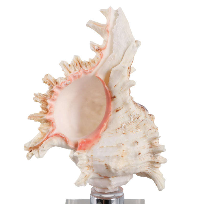10x2-shell-on-crystal-base-ivory-clear-5