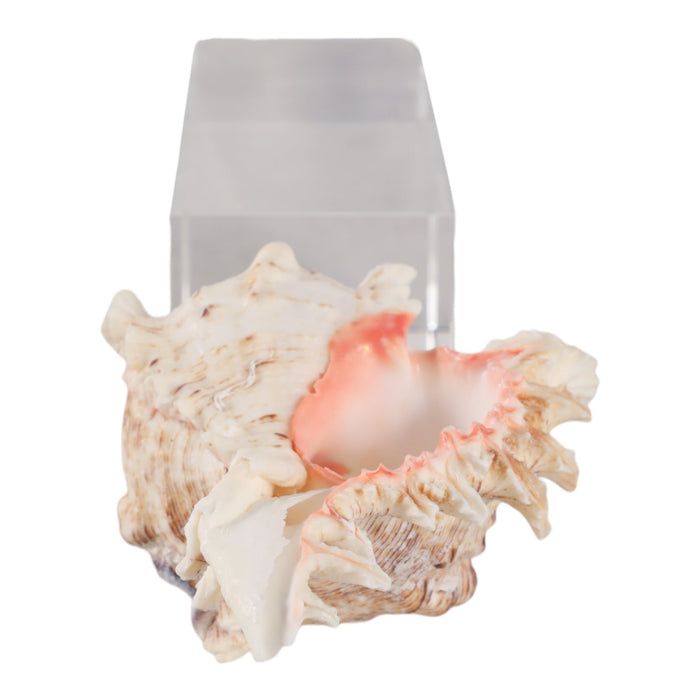 10x2-shell-on-crystal-base-ivory-clear-6