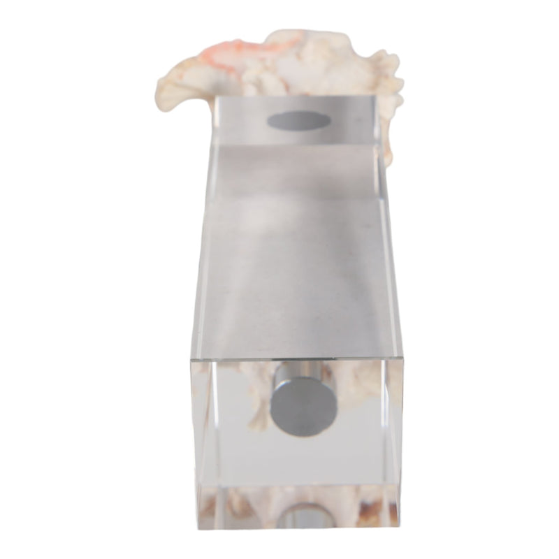 10x2-shell-on-crystal-base-ivory-clear-7