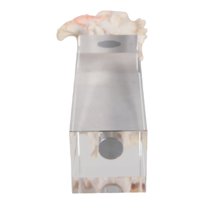 10x2-shell-on-crystal-base-ivory-clear-7