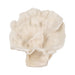 12-coral-fan-decor-ivory-1