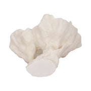 12-coral-fan-decor-ivory-7