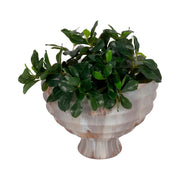 12-glass-pedestal-bowl-opal-finish-ivory-multi-2