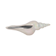12-long-iridescent-seashell-with-silver-ivory-si-1