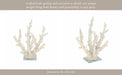 14-branching-coral-on-glass-base-white-12