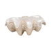 16-pearlized-clam-shell-bowl-ivory-1