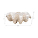 16-pearlized-clam-shell-bowl-ivory-8