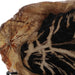 17x14-petrified-wood-disc-on-stand-black-brown-6