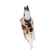 19-western-bull-skull-brown-3