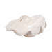 25-pearlized-clam-shell-bowl-ivory-3