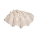 25-pearlized-clam-shell-bowl-ivory-7