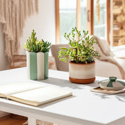 4-striped-pencil-cup-green-ivory-10