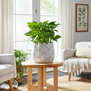 5-artichoke-planter-white-14