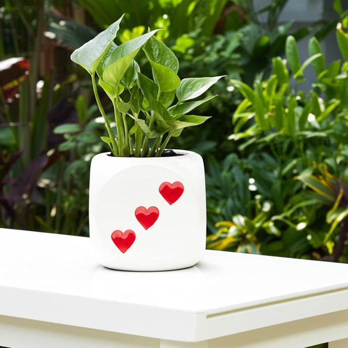 6-dice-planter-white-red-13