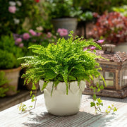 6-leaf-applique-planter-cream-13