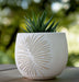 6-pampas-on-rounded-planter-ivory-13