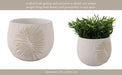 6-pampas-on-rounded-planter-ivory-14