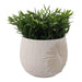 6-pampas-on-rounded-planter-ivory-2