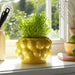 7-lemons-flower-pot-yellow-10