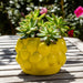 7-lemons-flower-pot-yellow-11