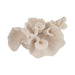 8-coral-object-ivory-6