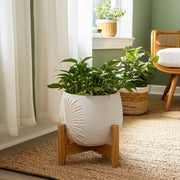 8-pampas-on-rounded-planter-ivory-12