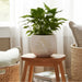 8-pampas-on-rounded-planter-ivory-13