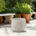 8-pampas-on-rounded-planter-ivory-14