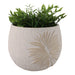 8-pampas-on-rounded-planter-ivory-2