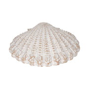 8-sea-scallop-shell-woven-pattern-white-5