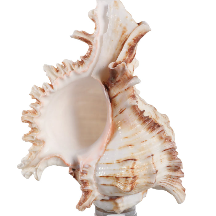 8x2-shell-on-crystal-base-ivory-clear-5