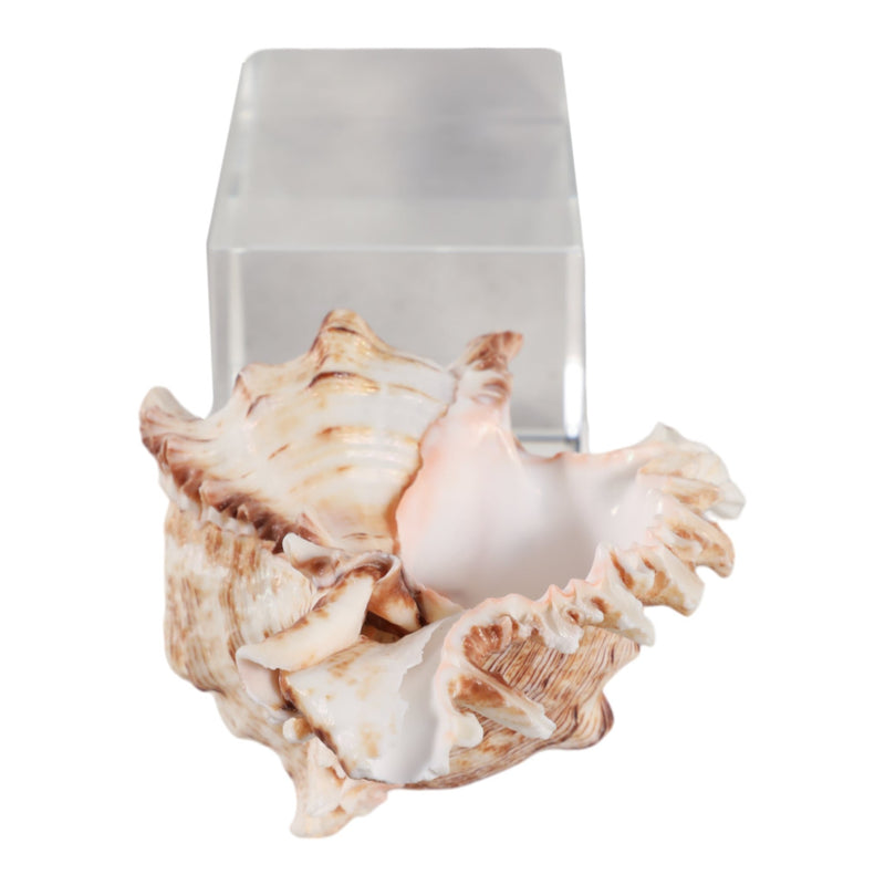 8x2-shell-on-crystal-base-ivory-clear-6