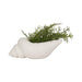 9-conch-shell-planter-white-2