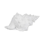 9-conch-shell-white-1