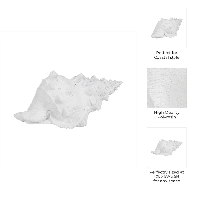 9-conch-shell-white-10