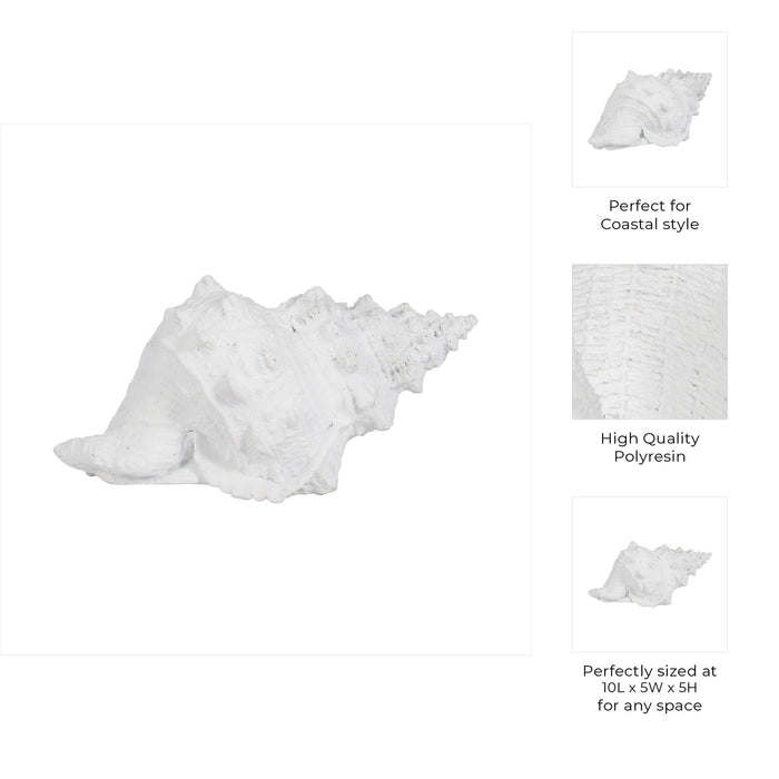 9-conch-shell-white-10
