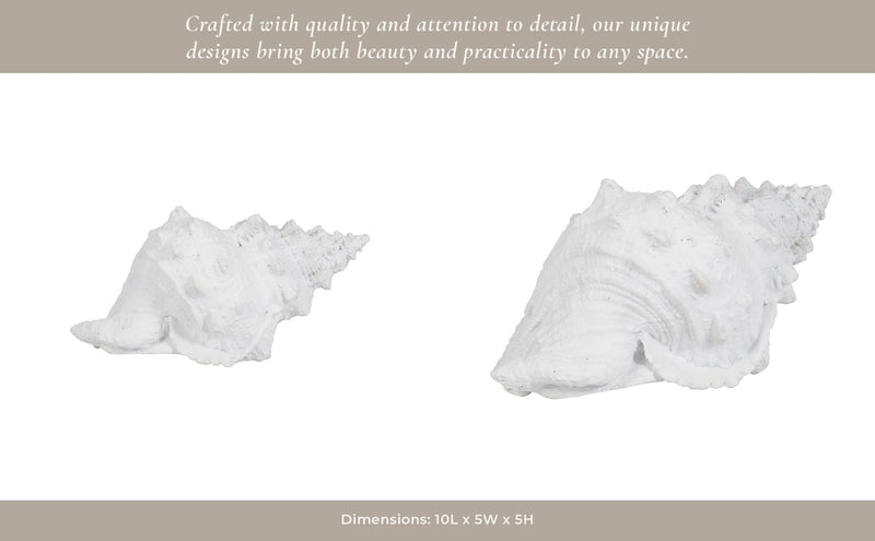 9-conch-shell-white-11