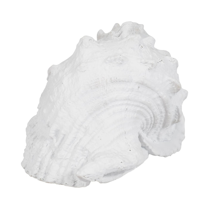 9-conch-shell-white-3