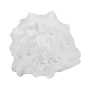 9-conch-shell-white-5