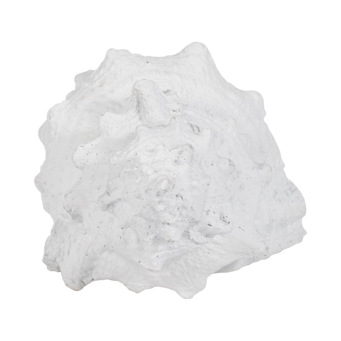 9-conch-shell-white-5