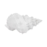 9-conch-shell-white-7