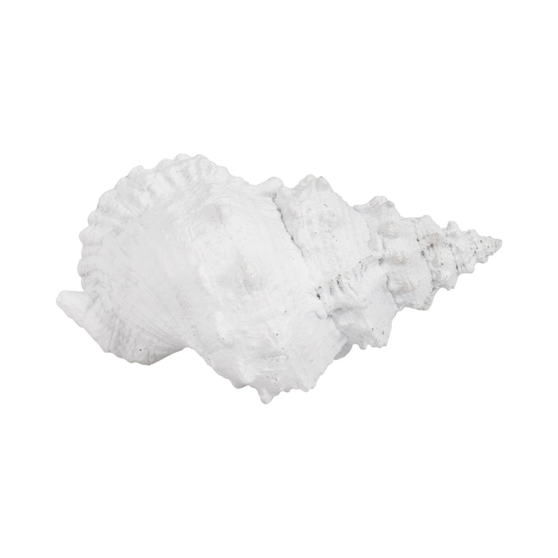 9-conch-shell-white-7