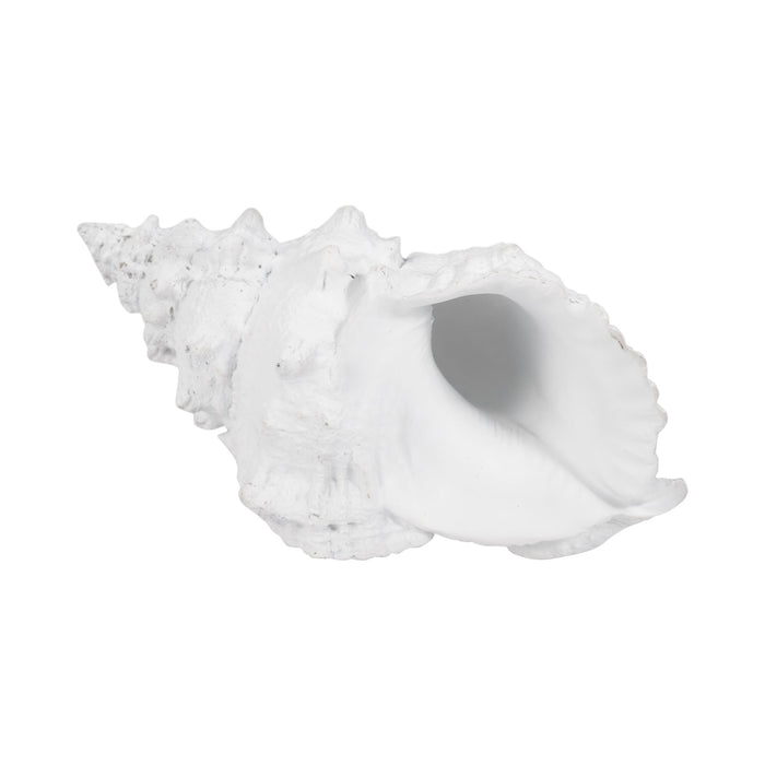 9-conch-shell-white-8