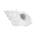 9-conch-shell-white-8