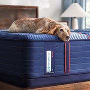 Albany II Spring Mattress - Furniture City (CA)l