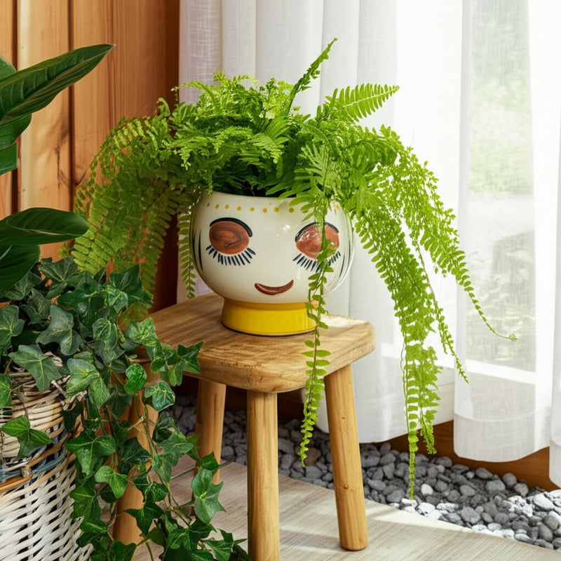 cer-7-d-face-planter-multi-12