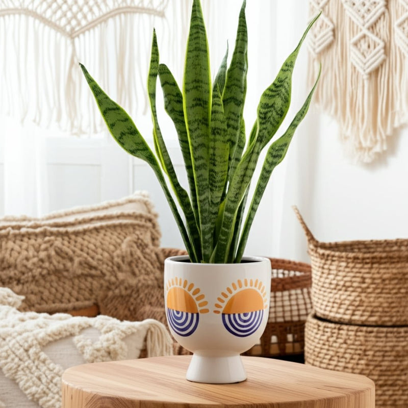 cer-7-h-sunrise-eyes-flower-vase-wht-orange-blue-10